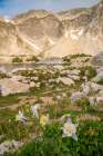 USA, Wyoming, Medicine Bow National Forest. Landscape with blue columbine flowers and mountain. Art Print